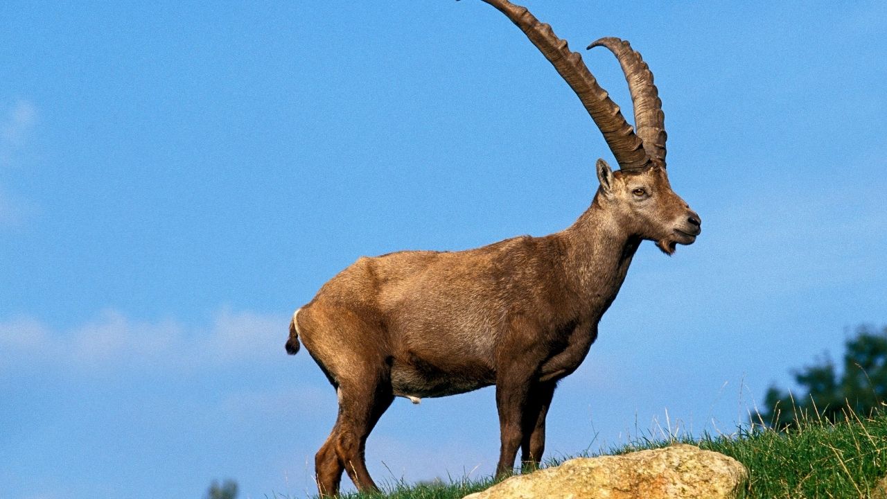 ibex