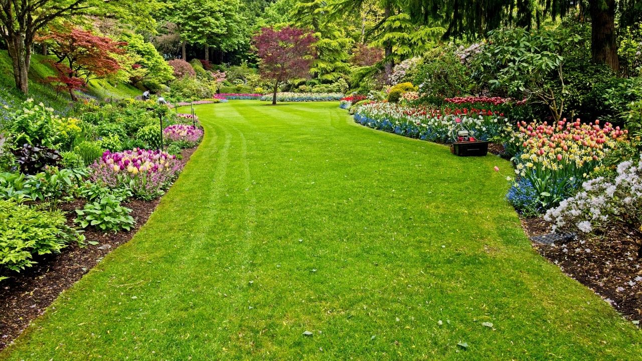 lawn