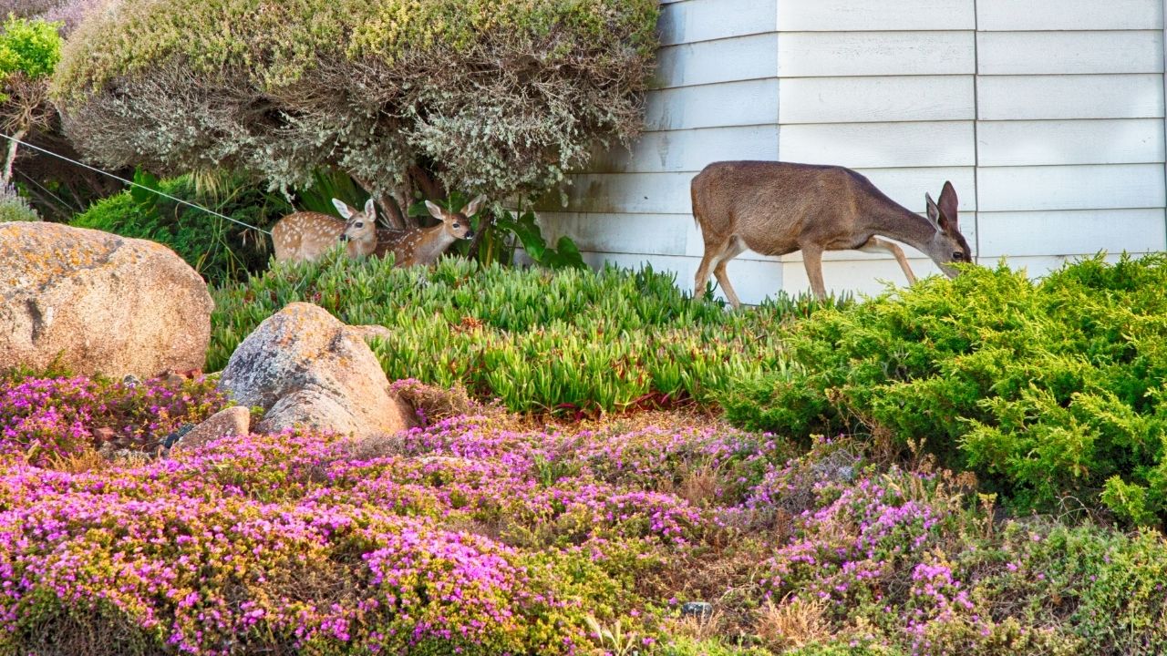 deer control