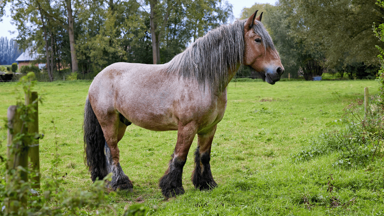Dutch Draft Horse
